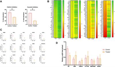 Ligand-bound integrin αvβ6 internalisation and trafficking